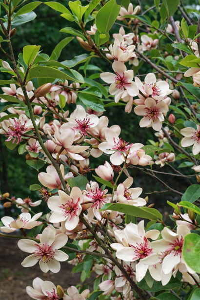 Magnolia White Caviar